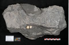 Foto (Objekt + Etikett) von Equisetum ungeri Ettingshausen (NHMW-GEO-2024-0188-10556)
